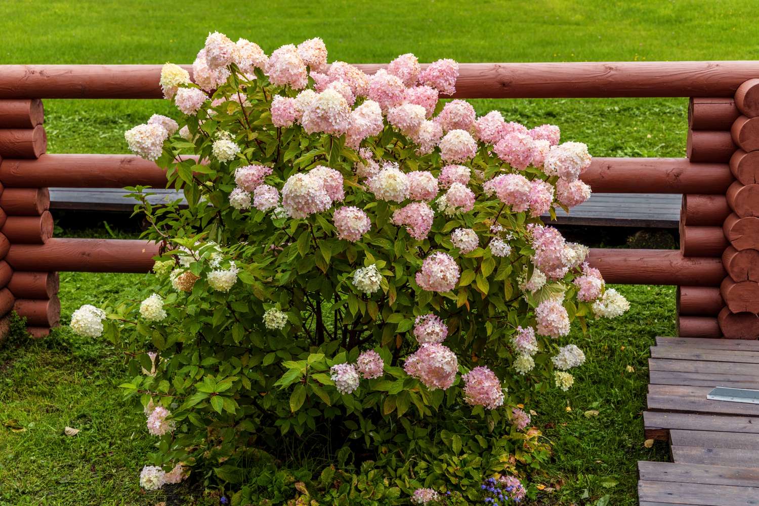 Hortensia 'Vanille Fraise'